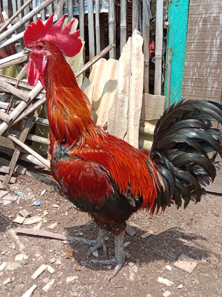 ayam jago pelung