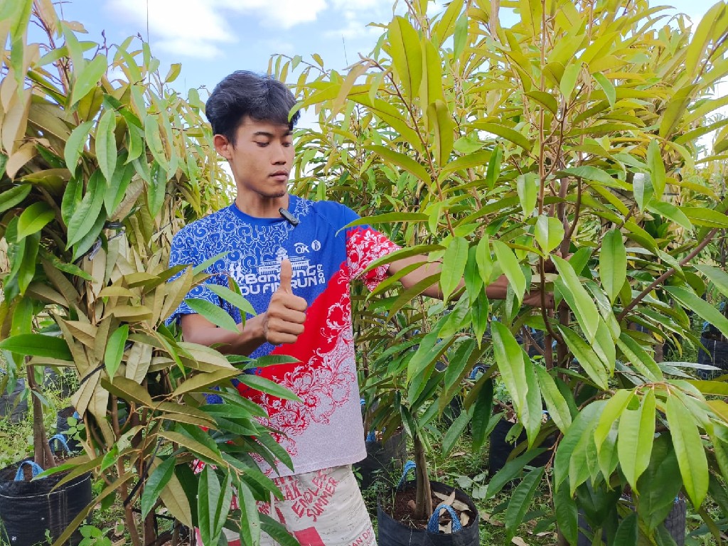 bibit durian bawor musangking dan duri hitam tinggi 1,5 lebih