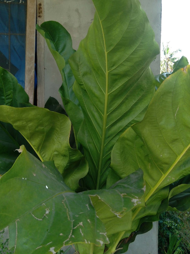 Tanaman Bunga Gelombang Cinta