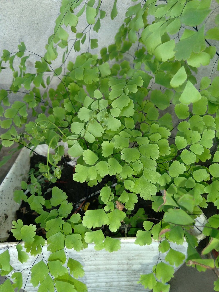 Tanaman Bunga Suplir