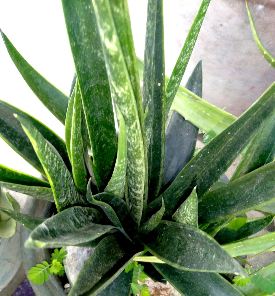 Tanaman Bunga Lidah Mertua