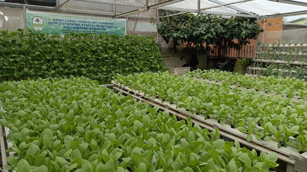 Aneka Sayuran Hidroponik / 250 gram