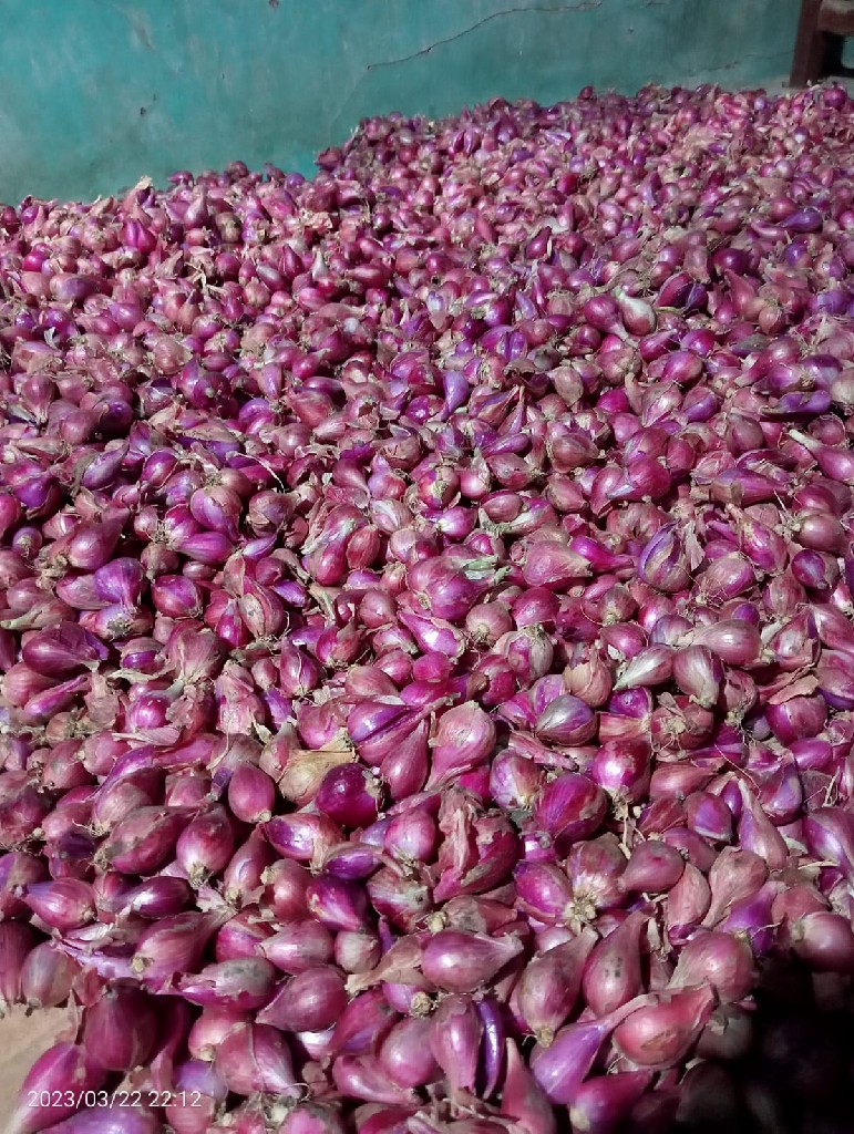 ready bawang merah super Brebes