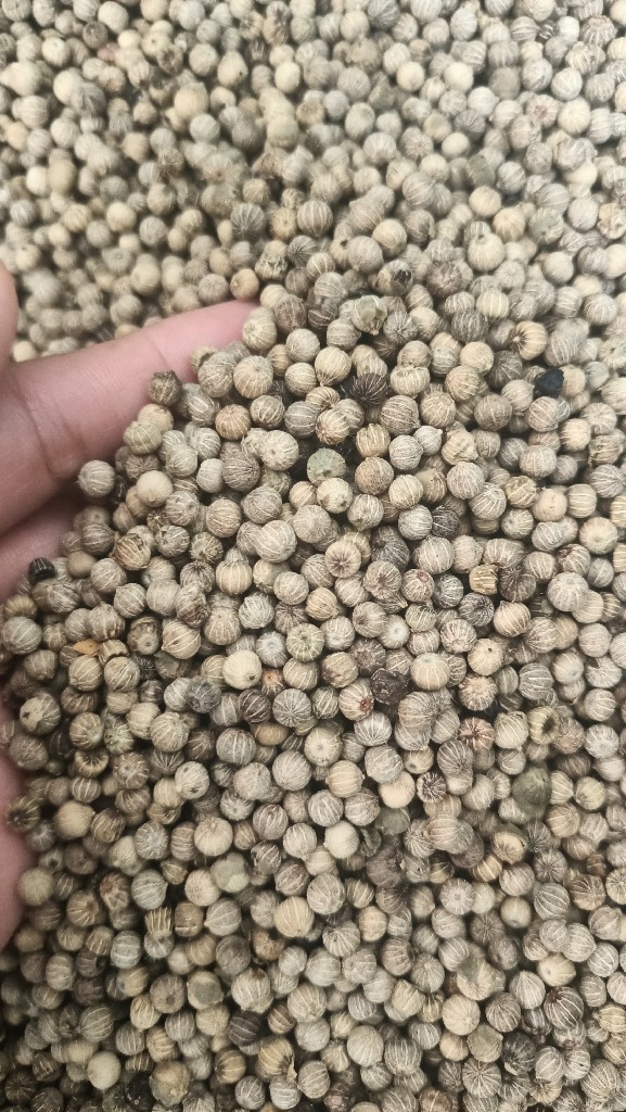 merica dan kemiri kupas