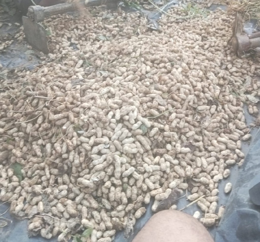 Kacang Tanah