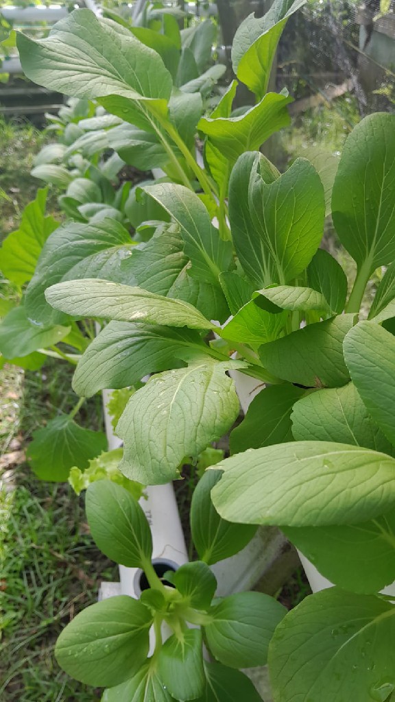 Aneka sayuran hidroponik