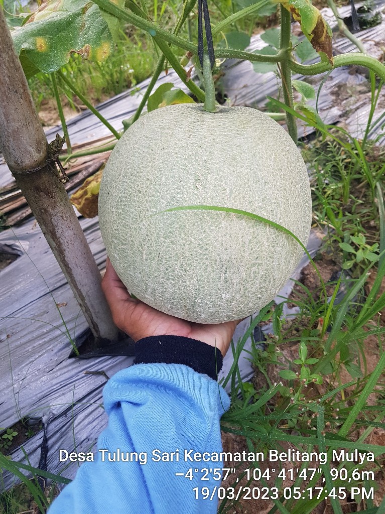 melon daging oren super