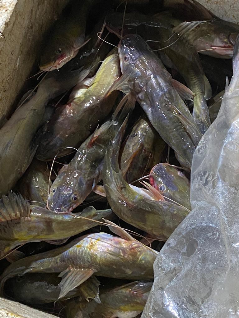 Ikan Baung hidup dan Baung asap