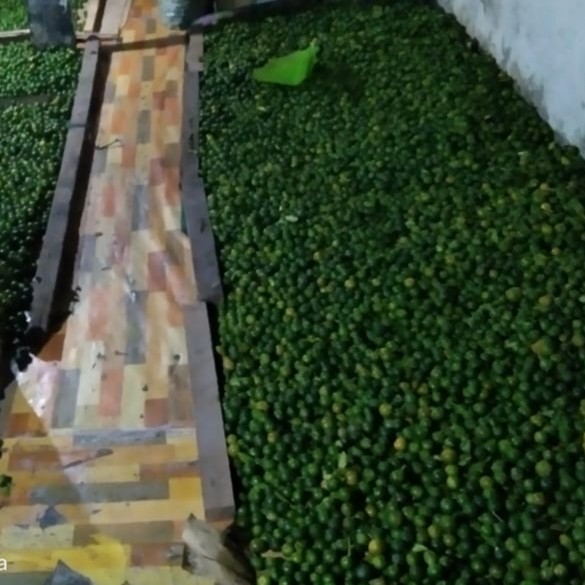 jeruk kasturi/jeruk kunci