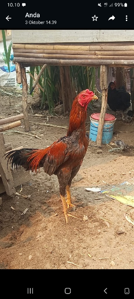 ayam bangko