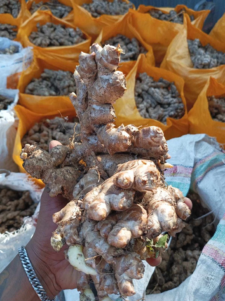 Di jual Jahe gajah Flores Ntt