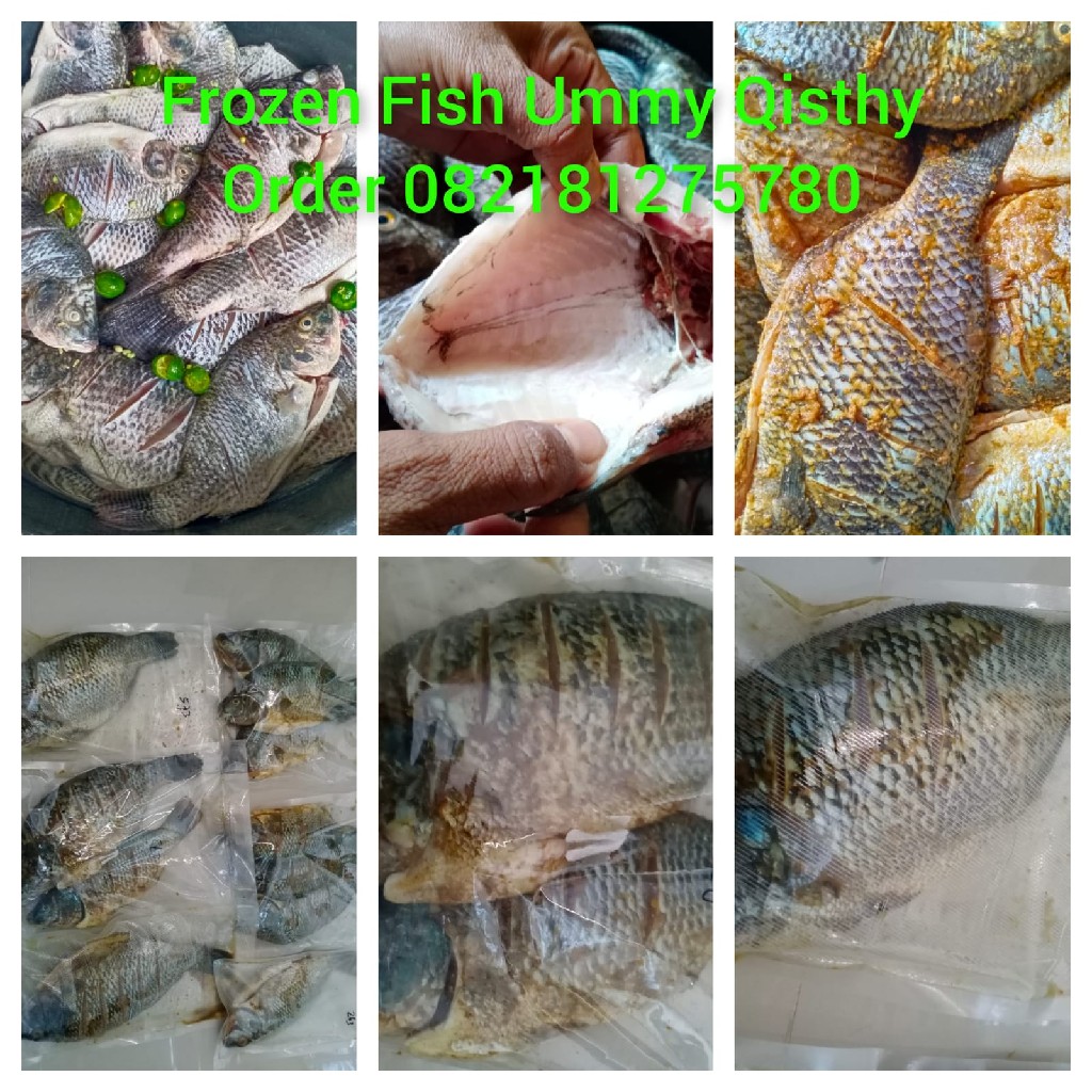 Frozen Fish