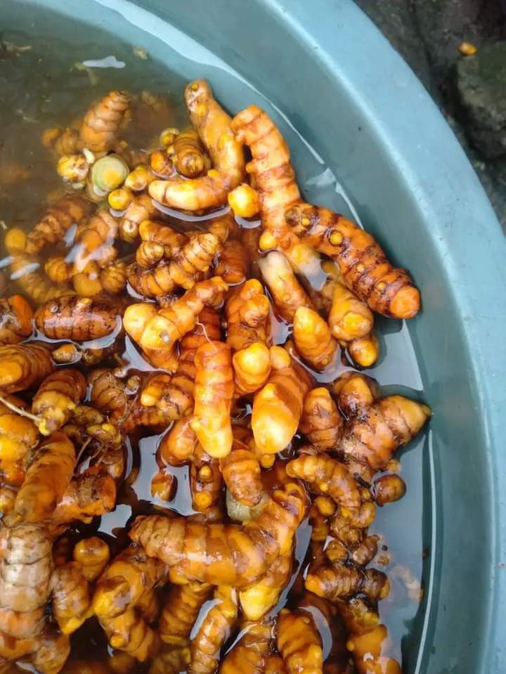 Kunyit fresh langsung dari kebun