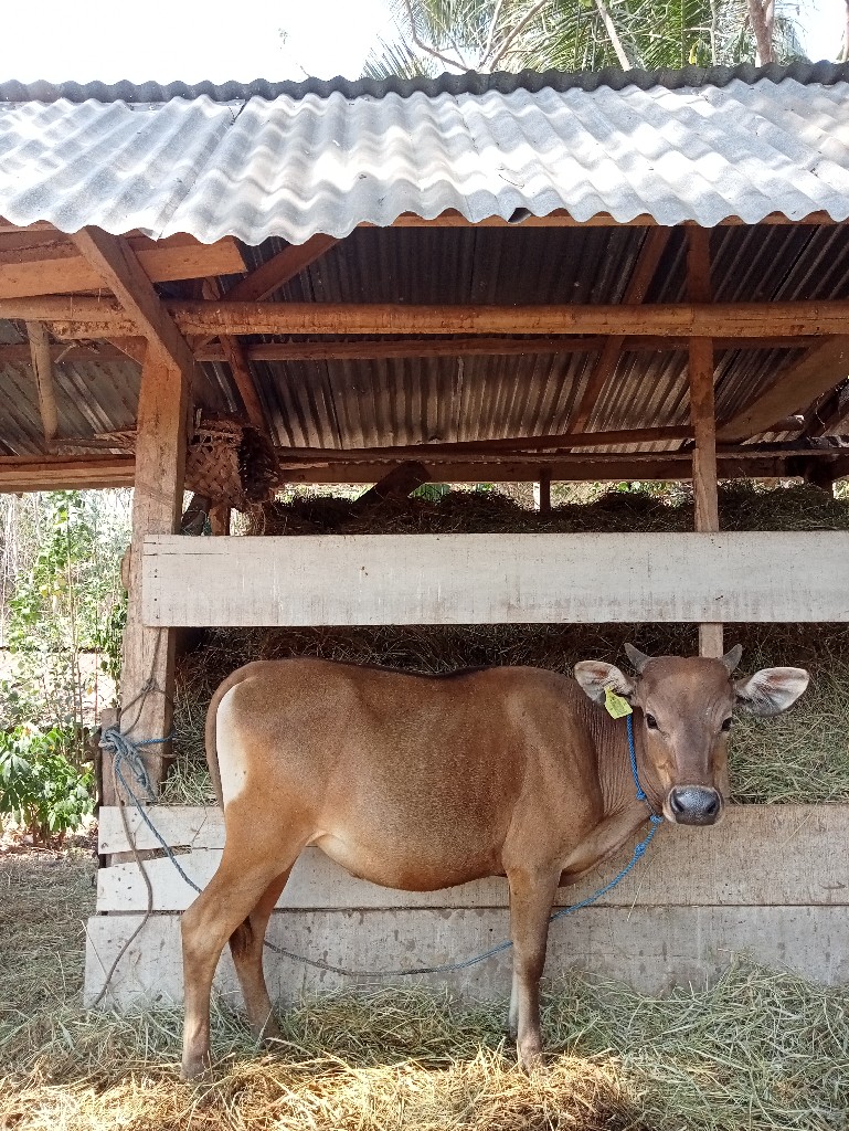 sapi lokal