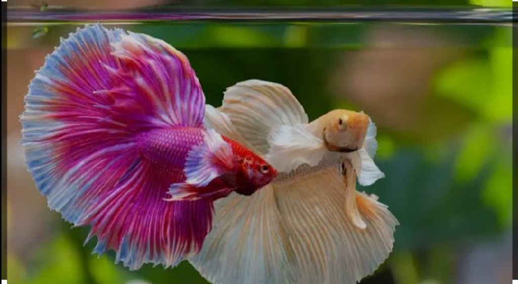 Toko ikan hias Maju jaya