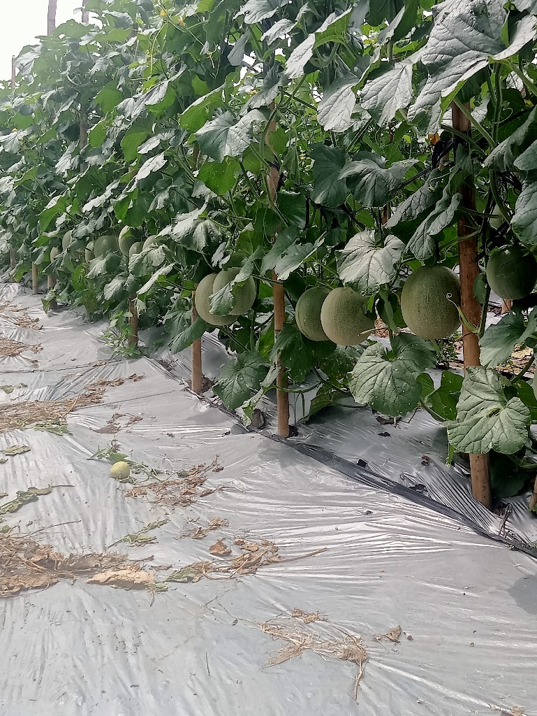 jual melon