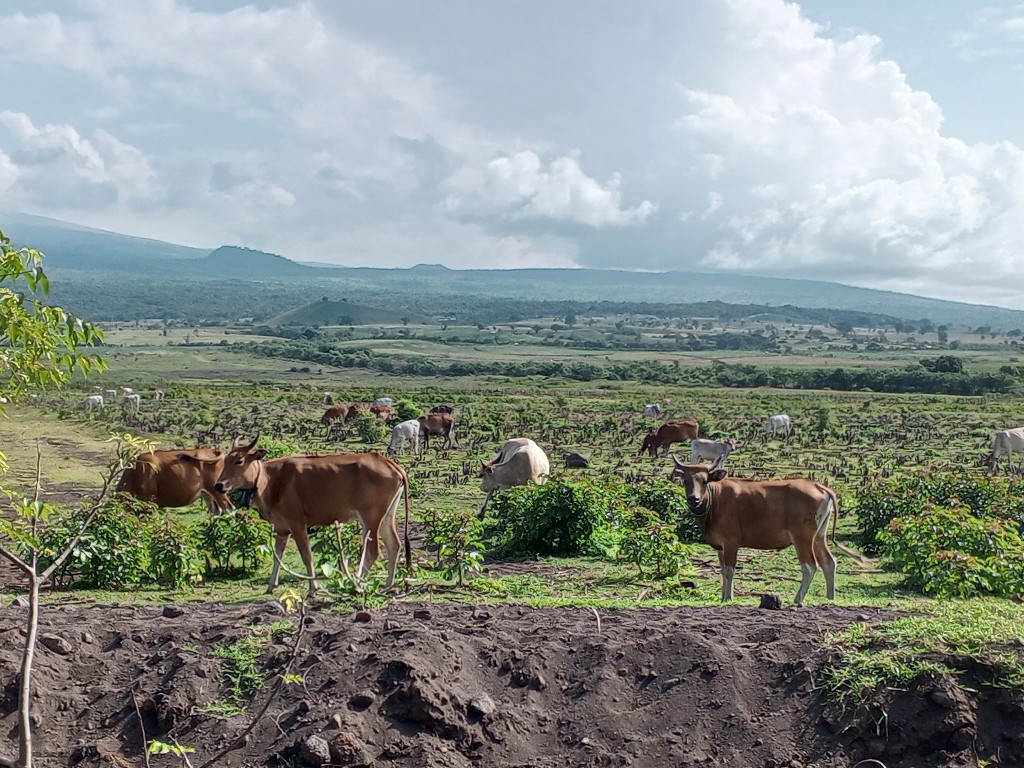 Menjual Sapi Ternak Hidup