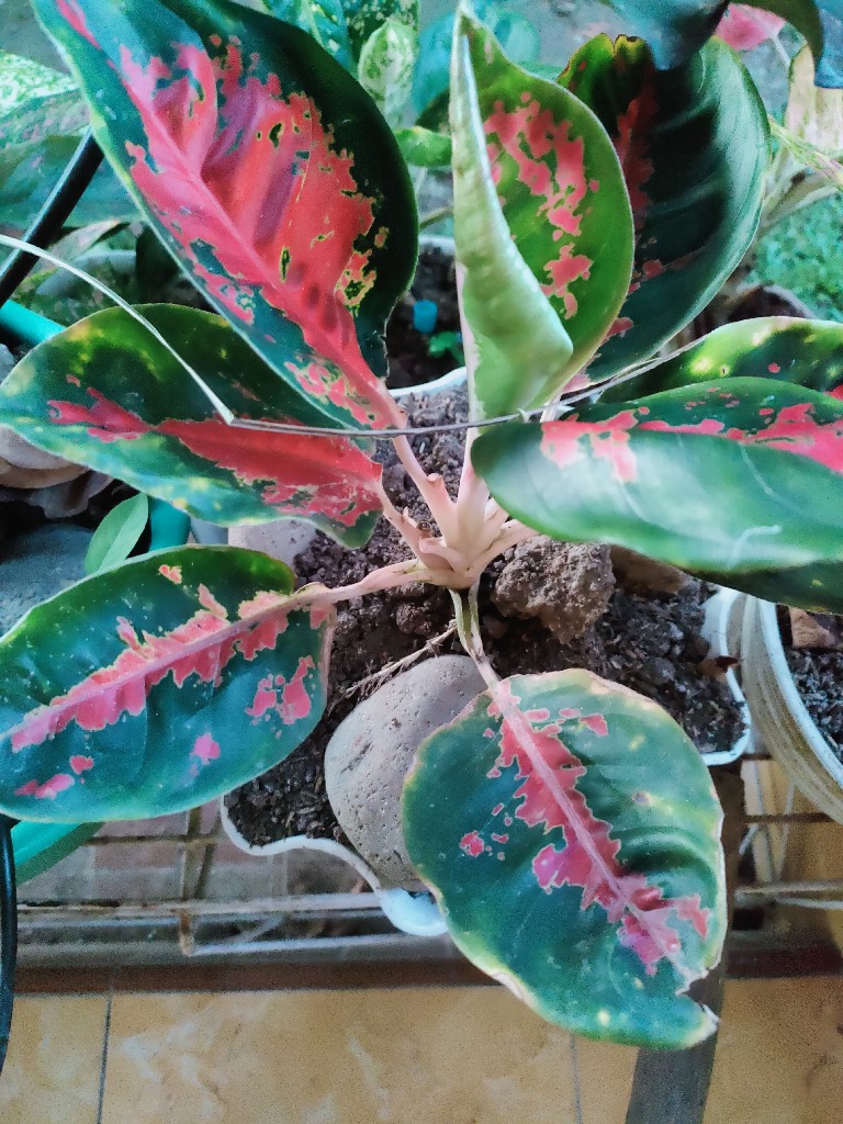 Aglonema suksom jaipong