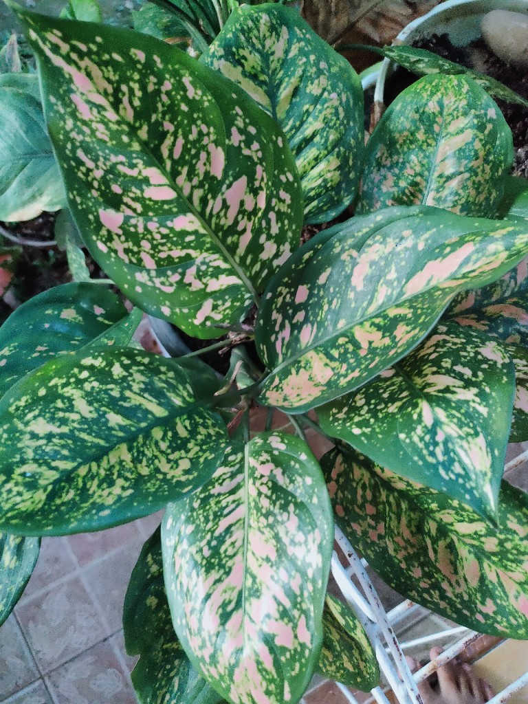 Aglonema Tanaman Hias