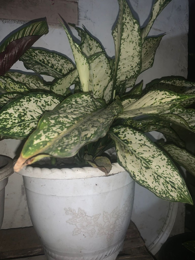 Aglaonema Snow White