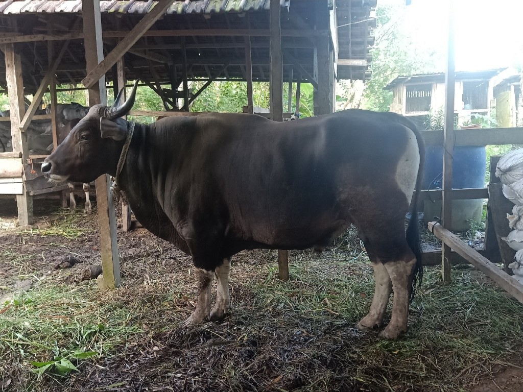 Sapi Bali
