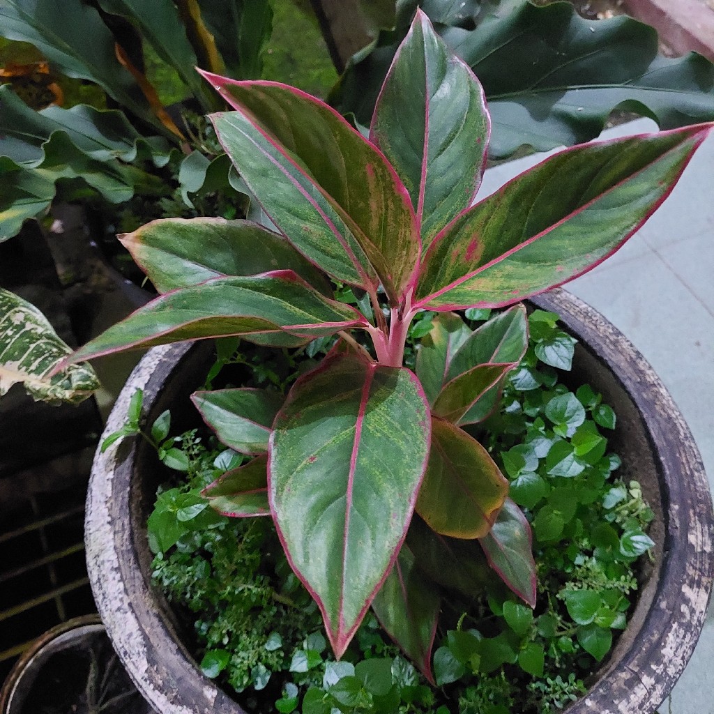 Aglonema Lipstik Pink, Ixora Chinensis dan Typhonium Blumei