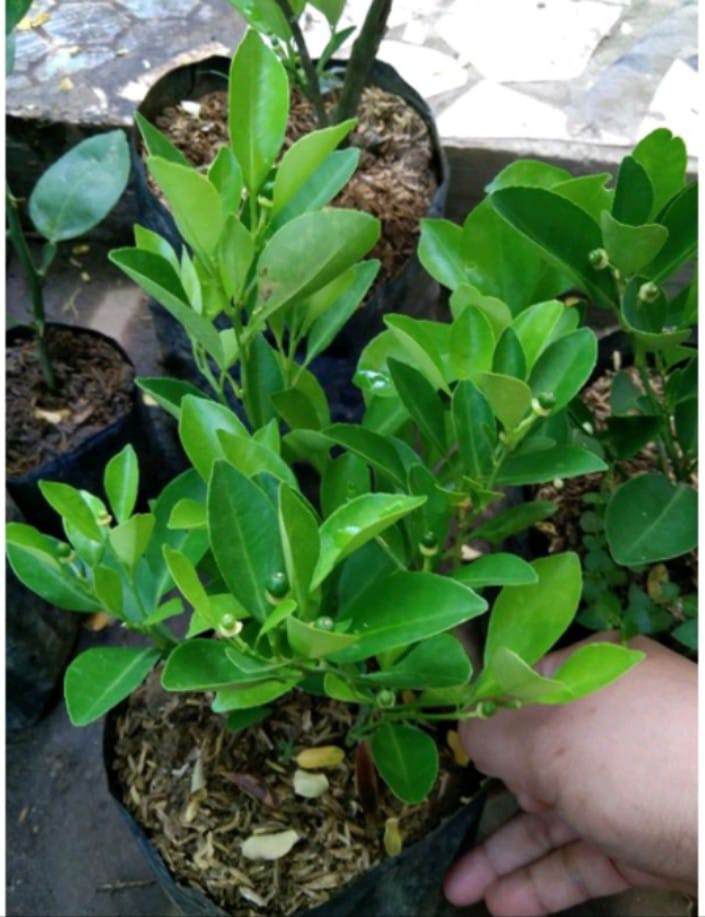 Menjual Jeruk kunci



Tanaman buahan