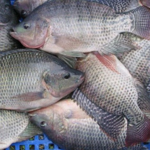 Ikan Nila SERAMBANG