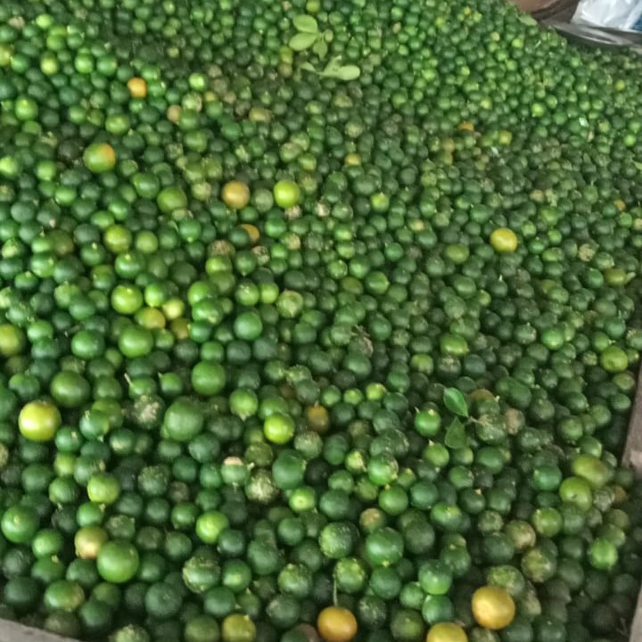 Jeruk Kunci High Quality