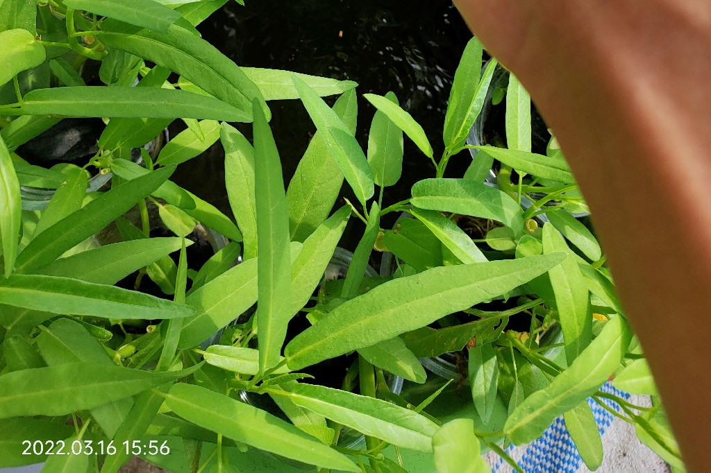 kangkung Budikdamber segar