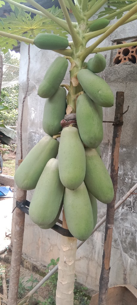 buah pepaya