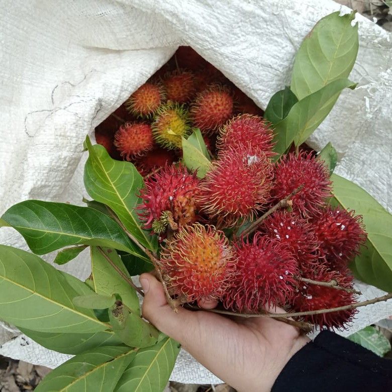 Rambutan Manis