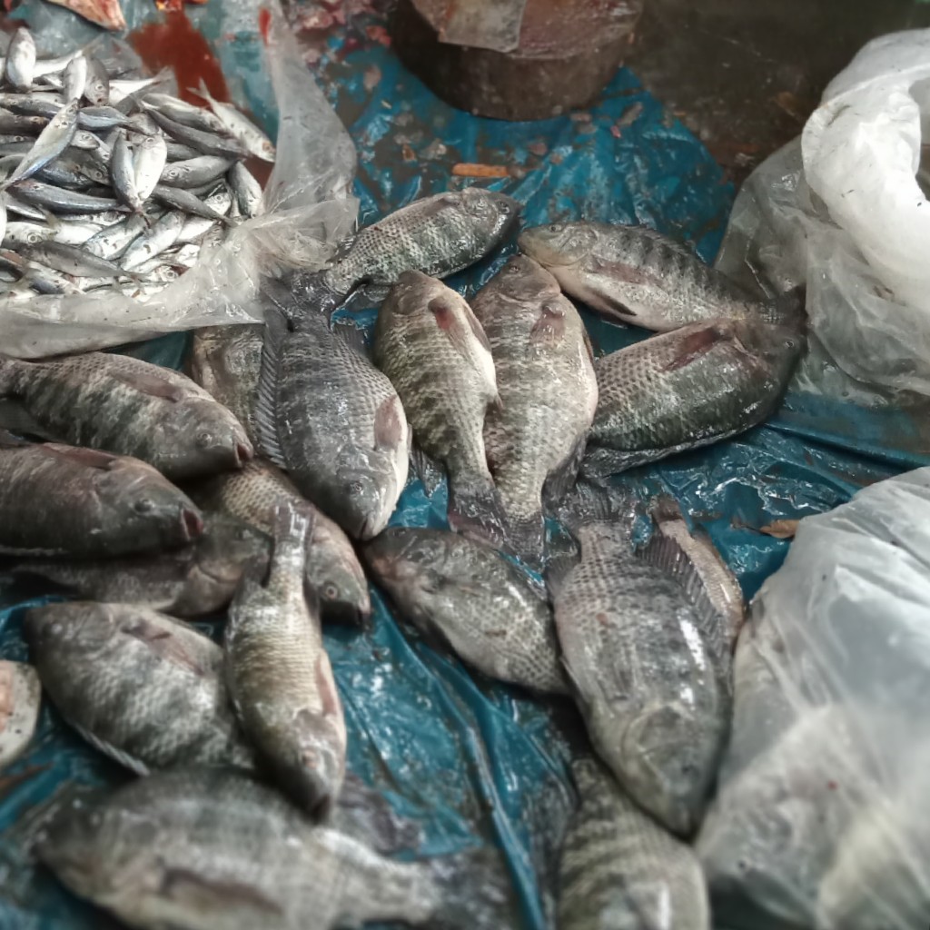 Ikan Nila segar