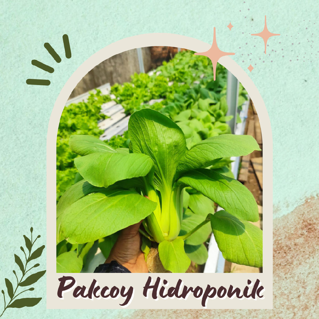 Pakcoy Hidroponik