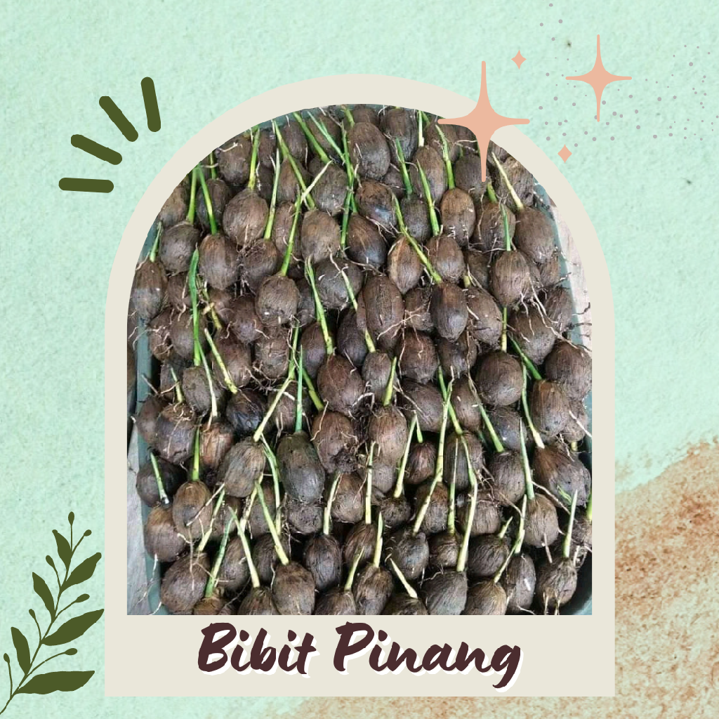 Bibit Pinang