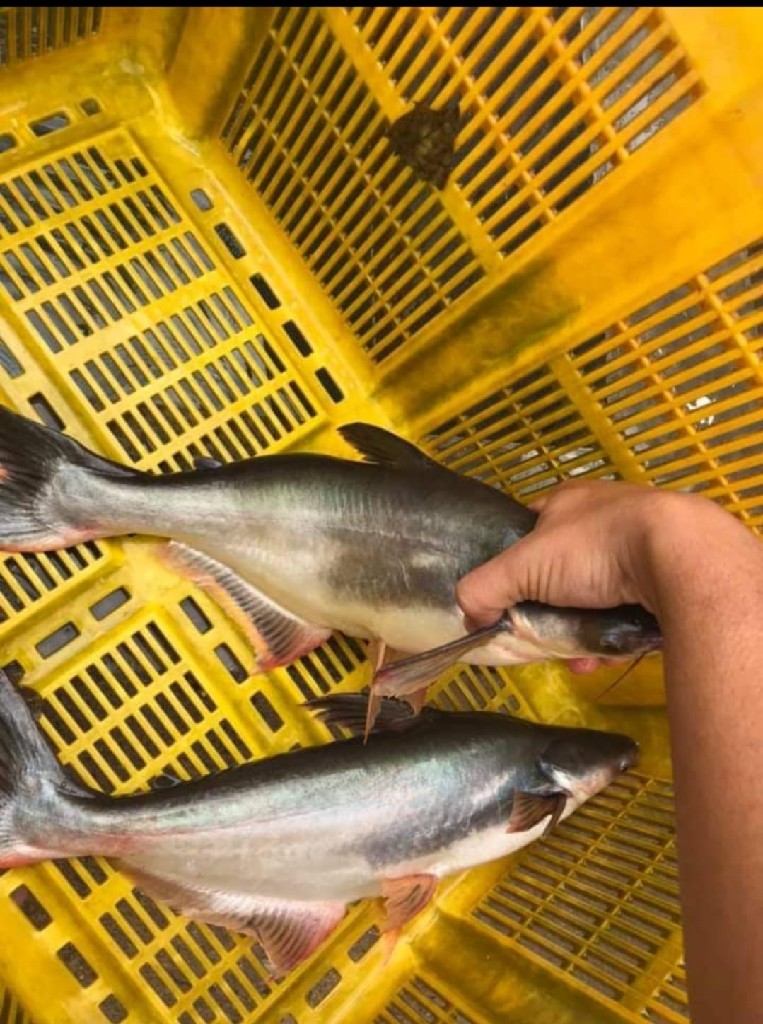 Ikan patin segar