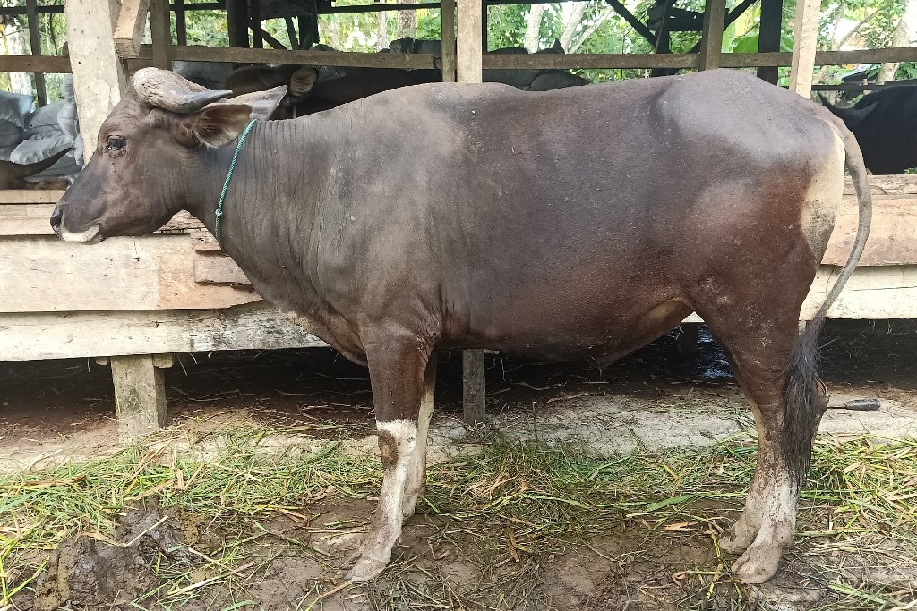 Sapi Bali