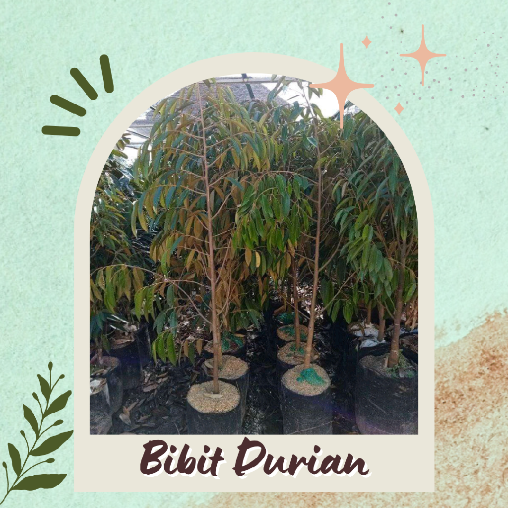 Bibit Durian