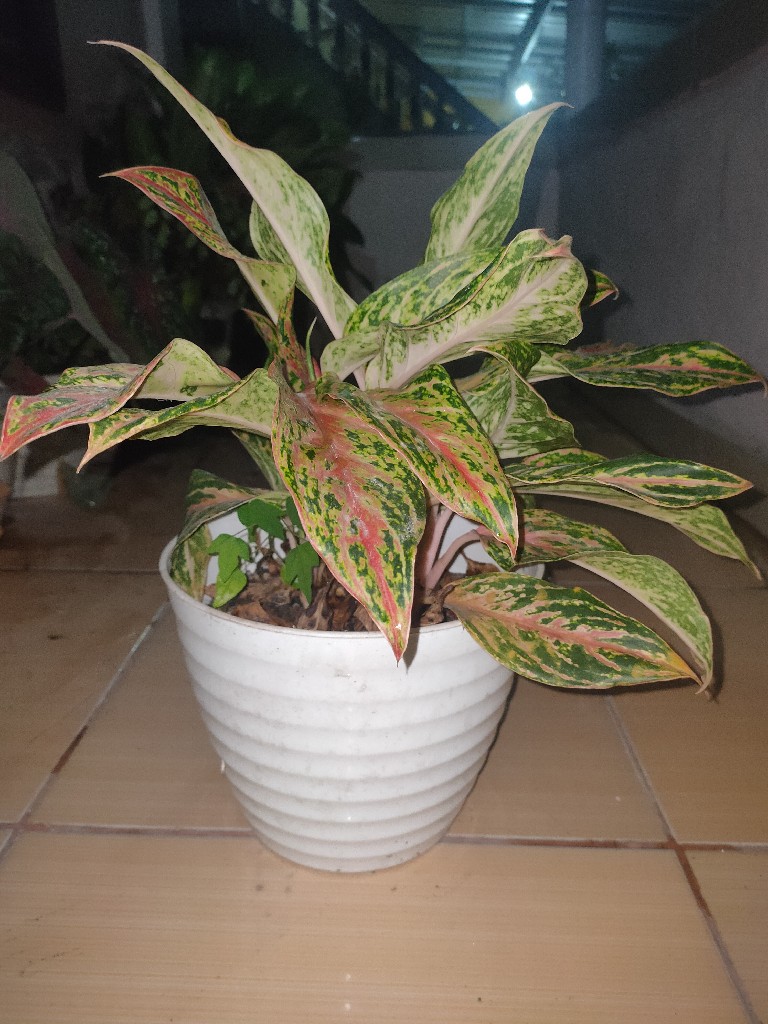 Aglaonema