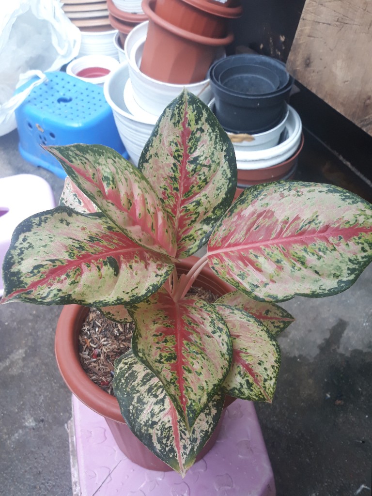 Aglonema Sweet Dream