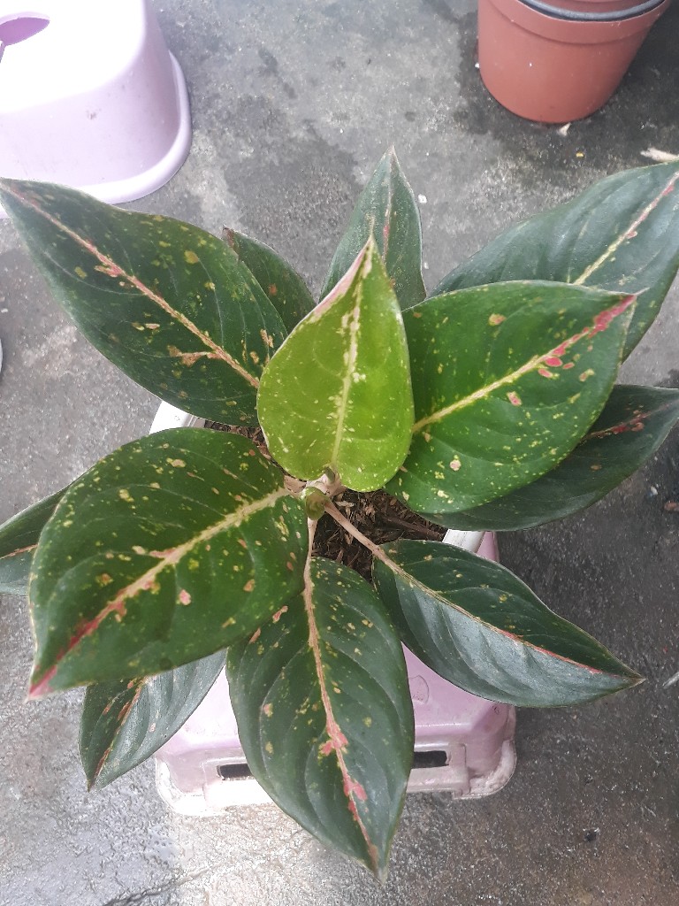 aglonema intan blorok