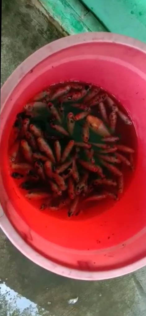 Ikan Nila Merah