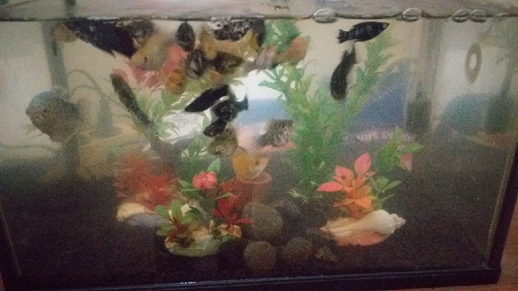 Ikan Molly Size 3-5cm