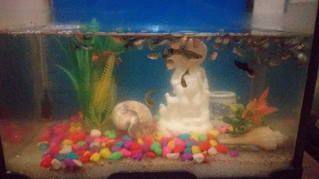 Ikan Guppy Size 3-5cm