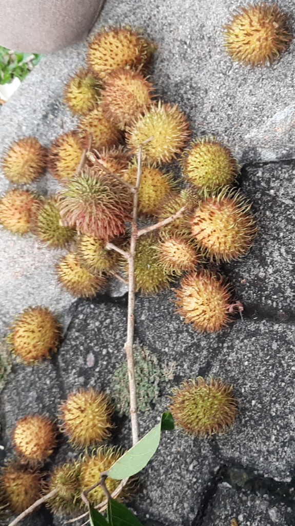 Rambutan
