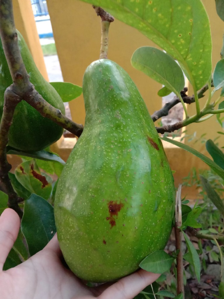 Buah pokat mentega