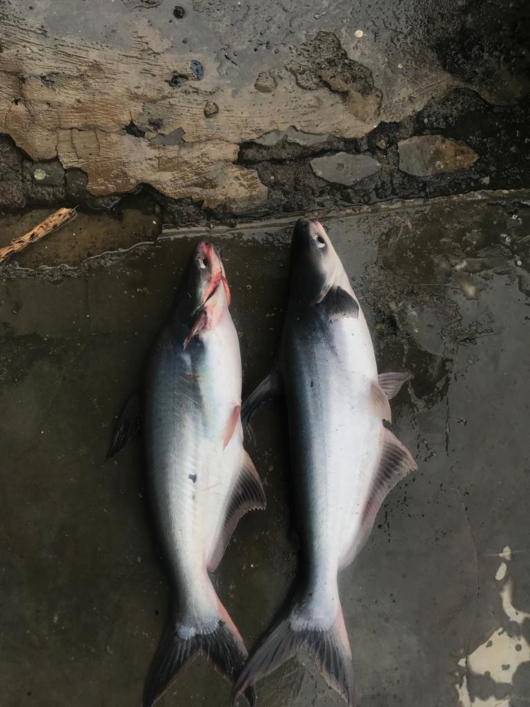 Ikan Patin Konsumsi
