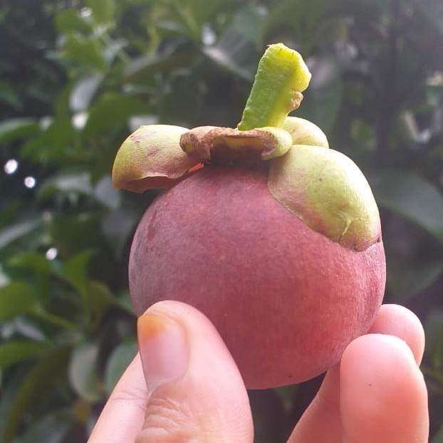 Buah Manggis