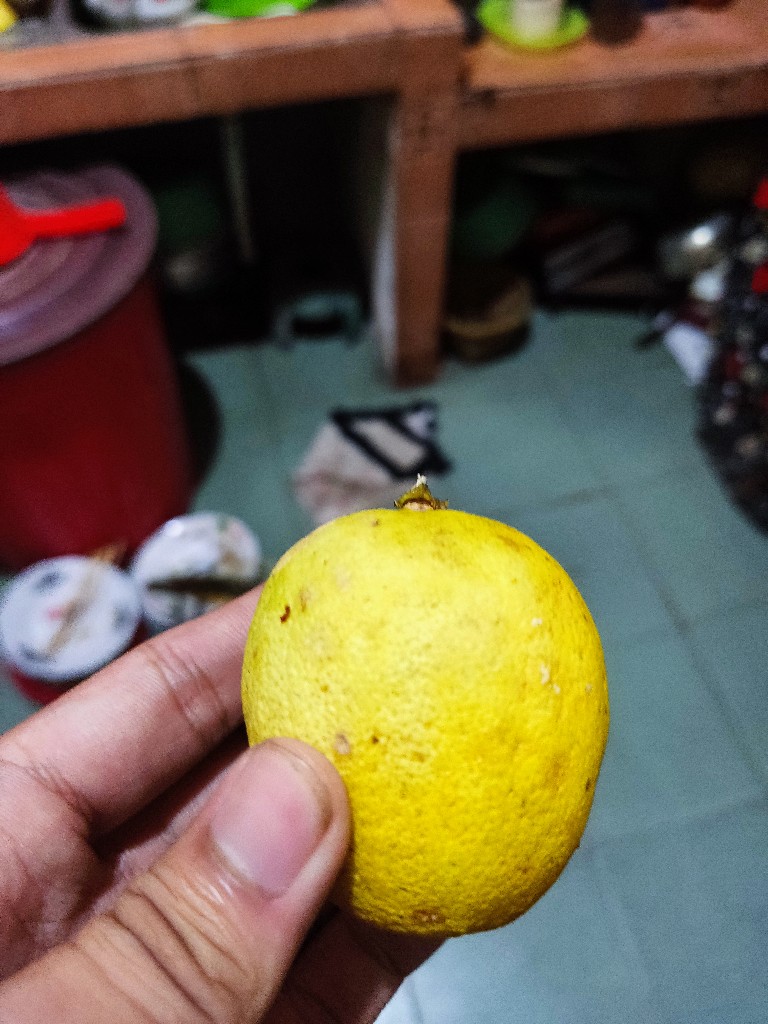 jeruk lemon