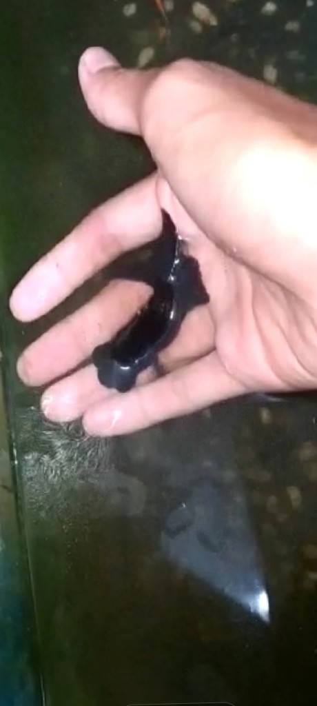 ikan mas koki full black